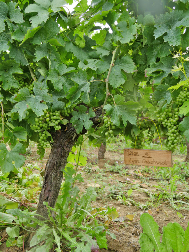 Виноградник на урожай